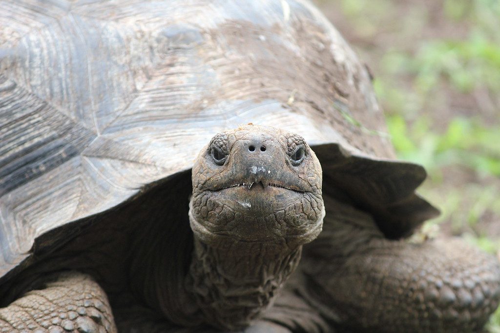 galapagos - blog 3/photo 3