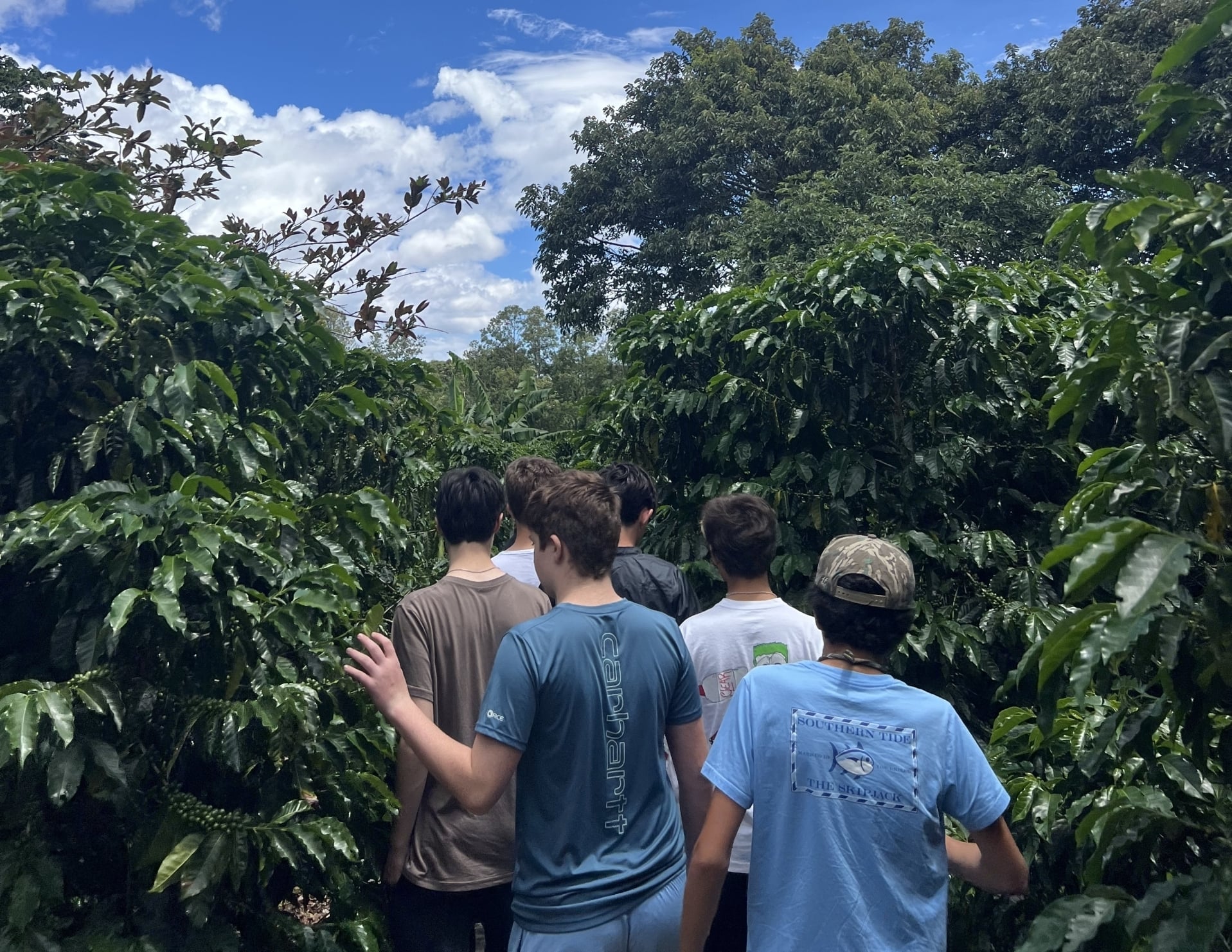 Group of people walking through dense green shrubs and trees, viewed from behind, under a bright blue sky with white clouds.