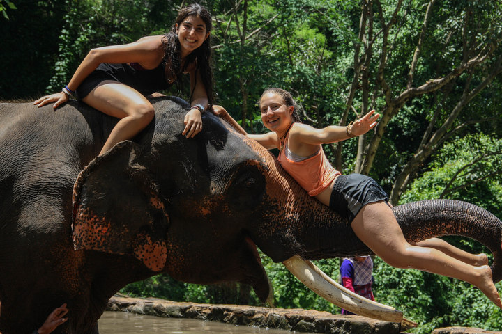 Rainforest Eloquence and Big Big Elephants! - Thailand Community Service 1
