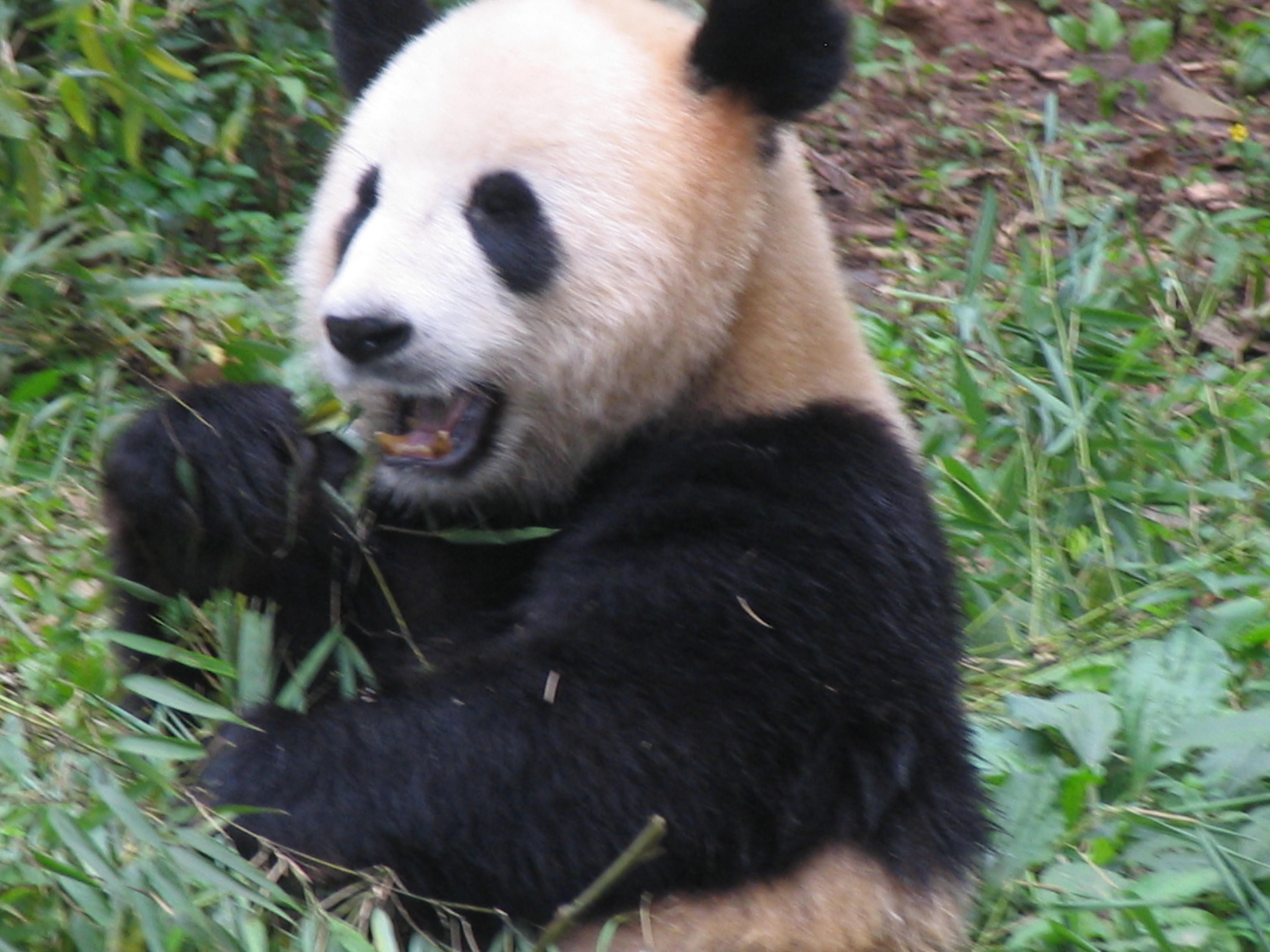 Yes, those are real Pandas!