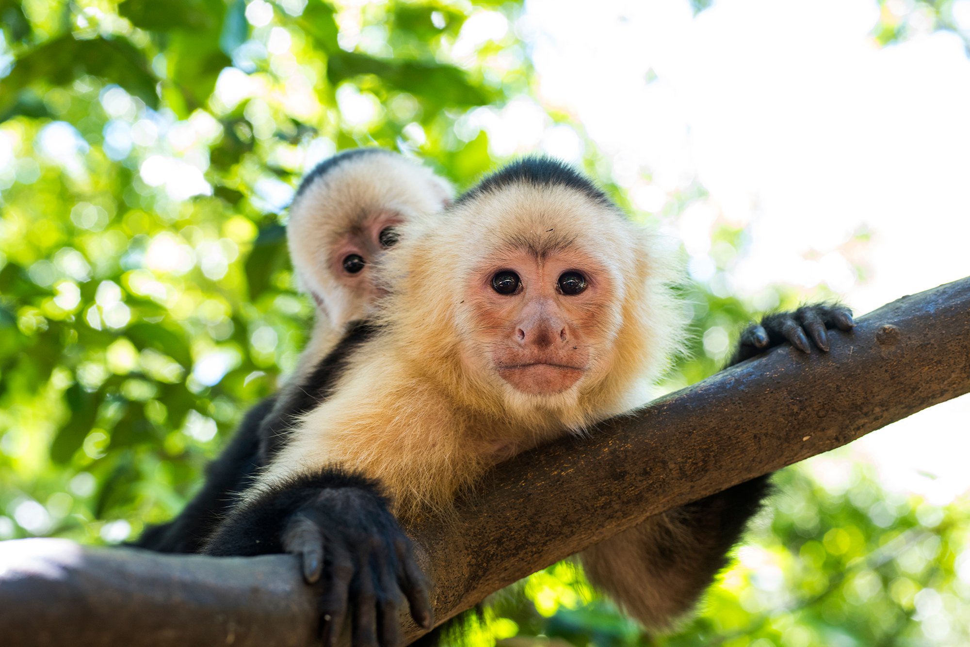 Costa Rica Adventure - 21 days 6
