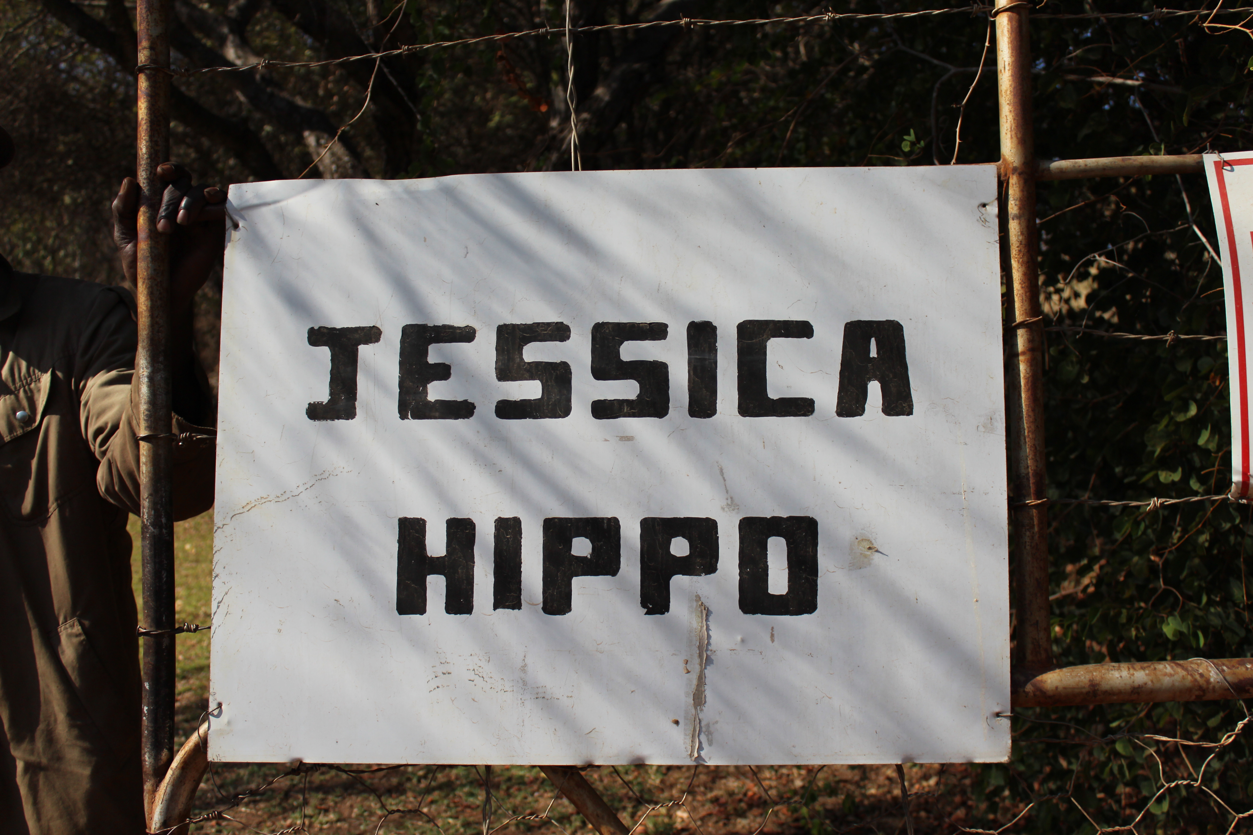 Buffalo, Rhinos, Hippos-Oh My!