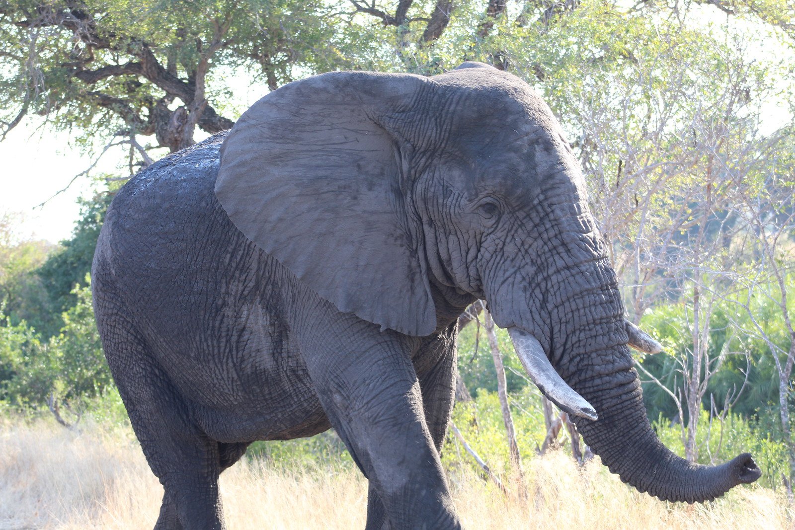 Johannesburg - Klaserie - Hoedspruit - South Africa Service - 13, 25 1