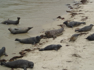 Seals, Seals and More Seals