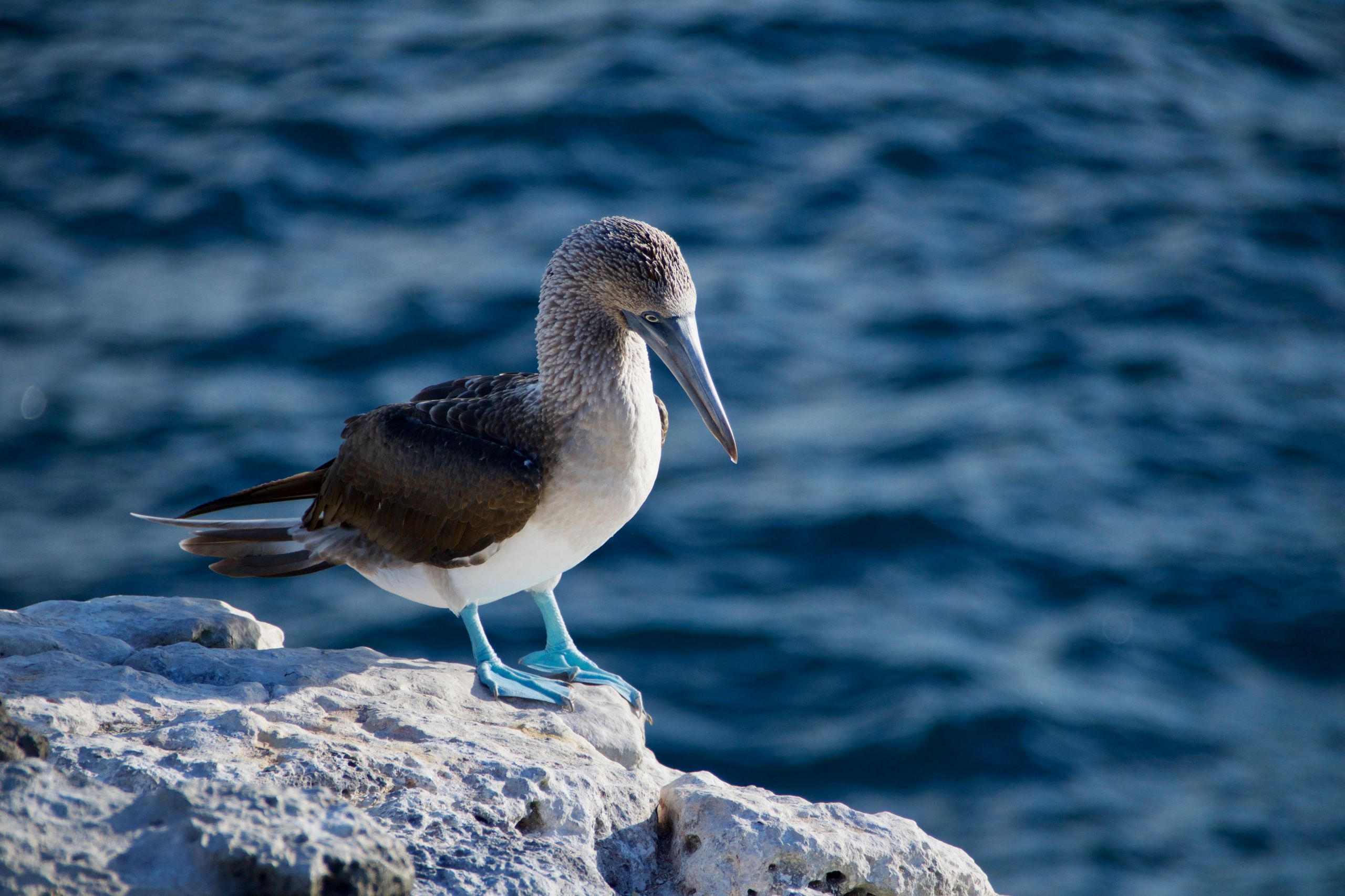 Ecuador & the Galapagos Community Service - 21 days 7