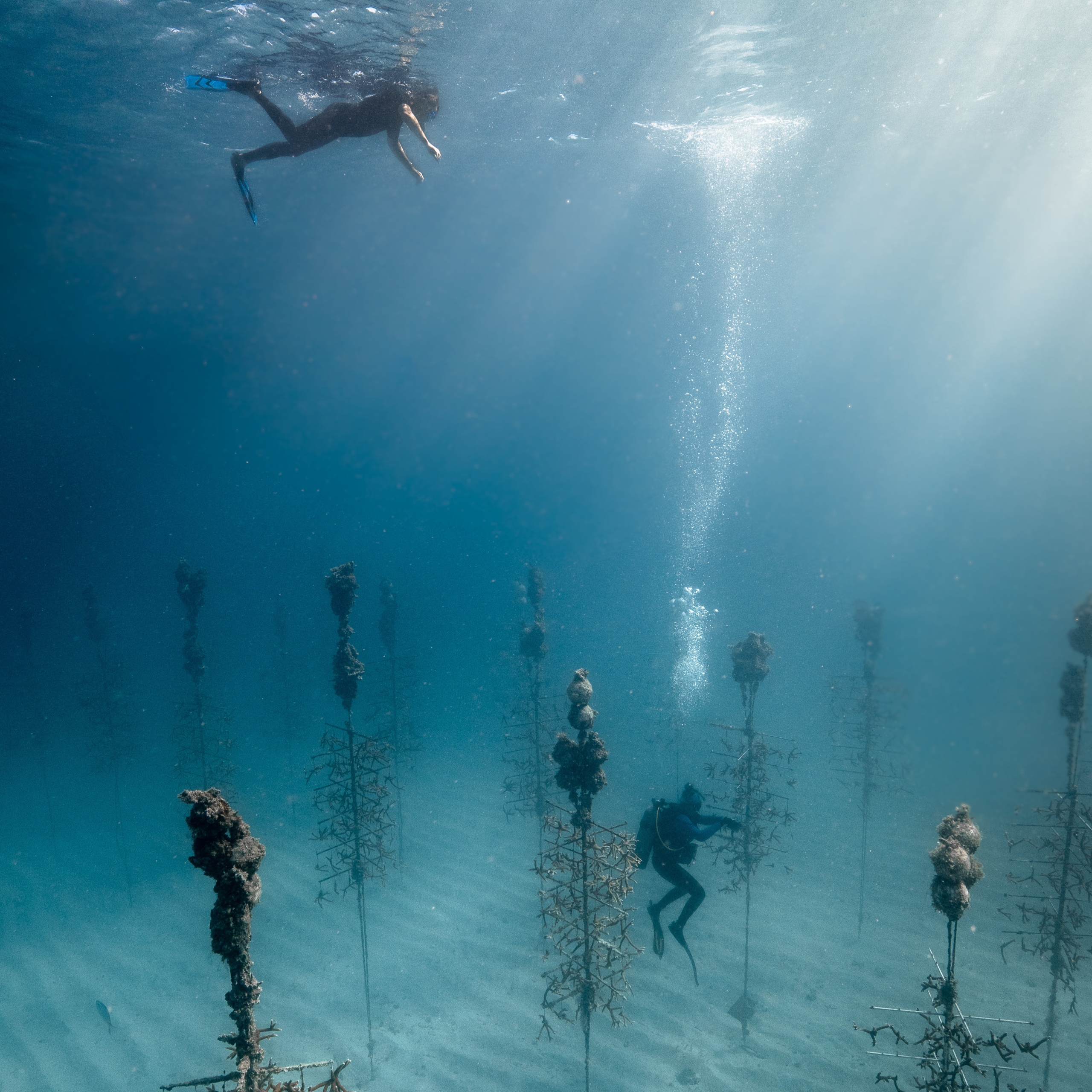 Coral Restoration Foundation - Florida Keys 18 days 1