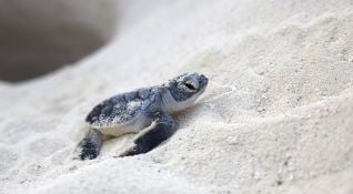 Costa Rica: Sea Turtle Conservation 1