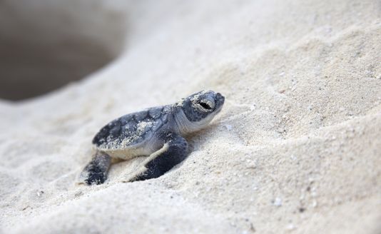 Costa Rica: Sea Turtle Conservation 1
