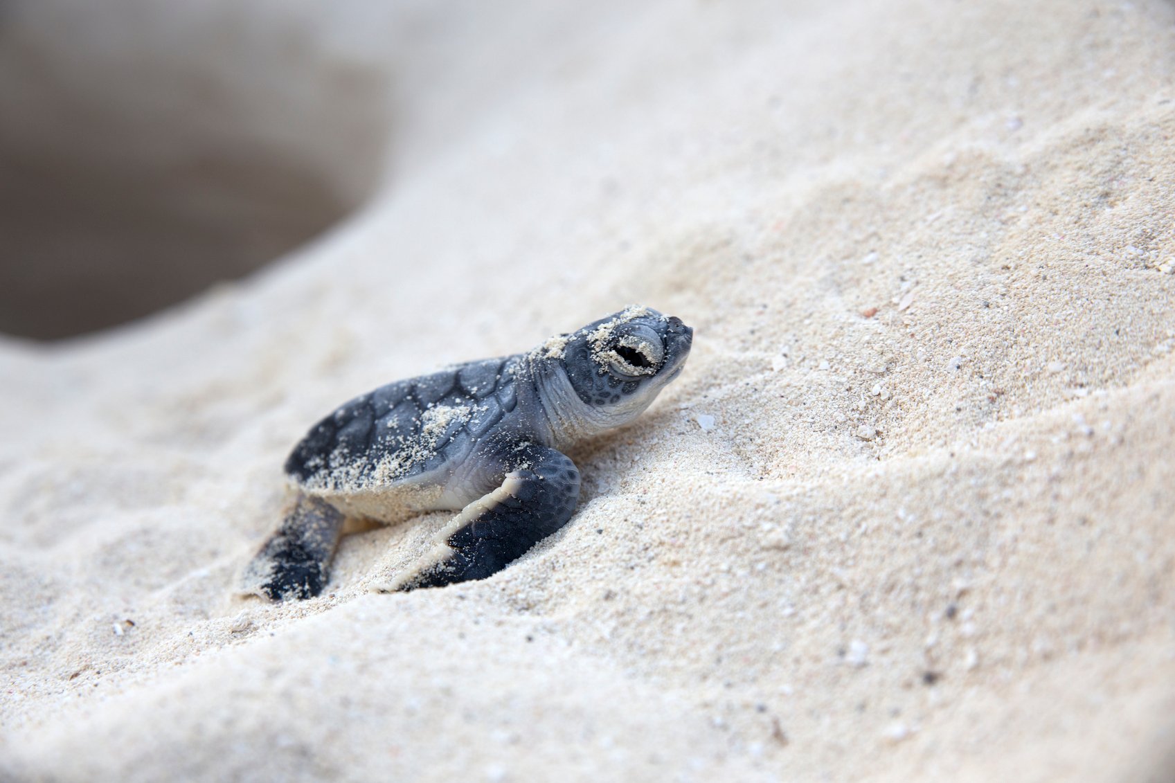 Costa Rica: Sea Turtle Conservation 1