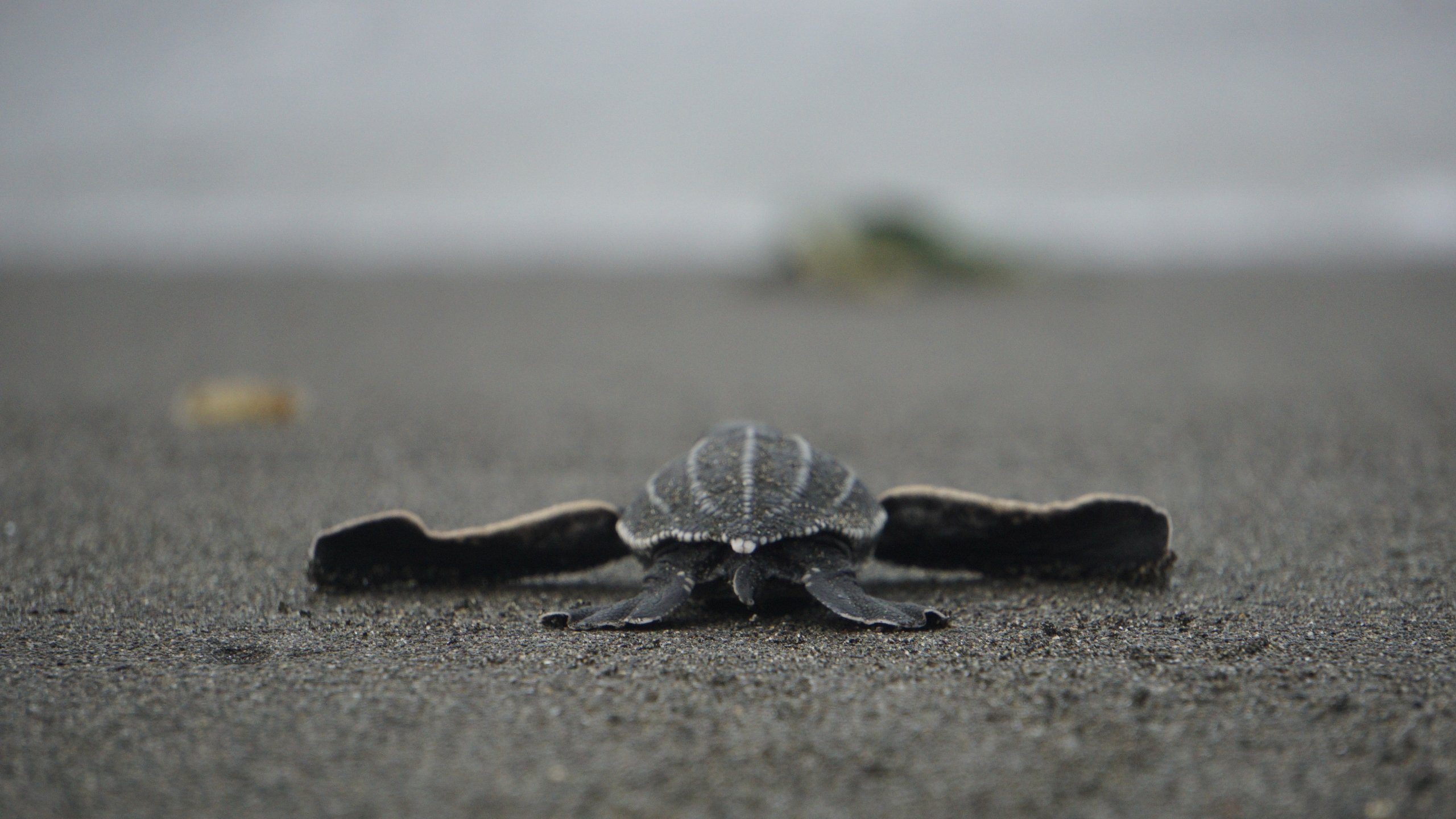 Latin America Sea Turtles (LAST) - Pacuare / La Palma