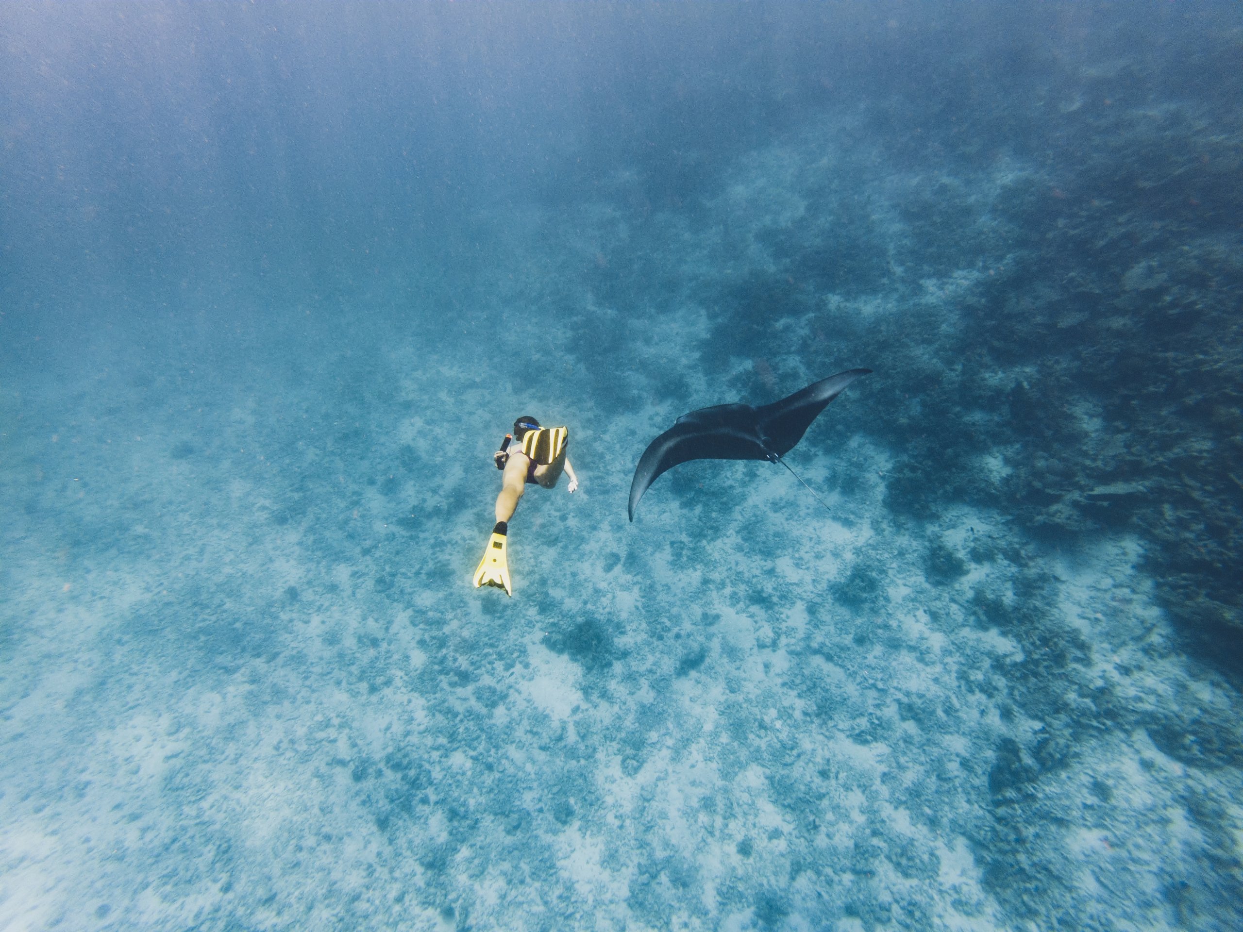 Snorkeling with Manta Rays