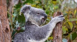 Australia Koala