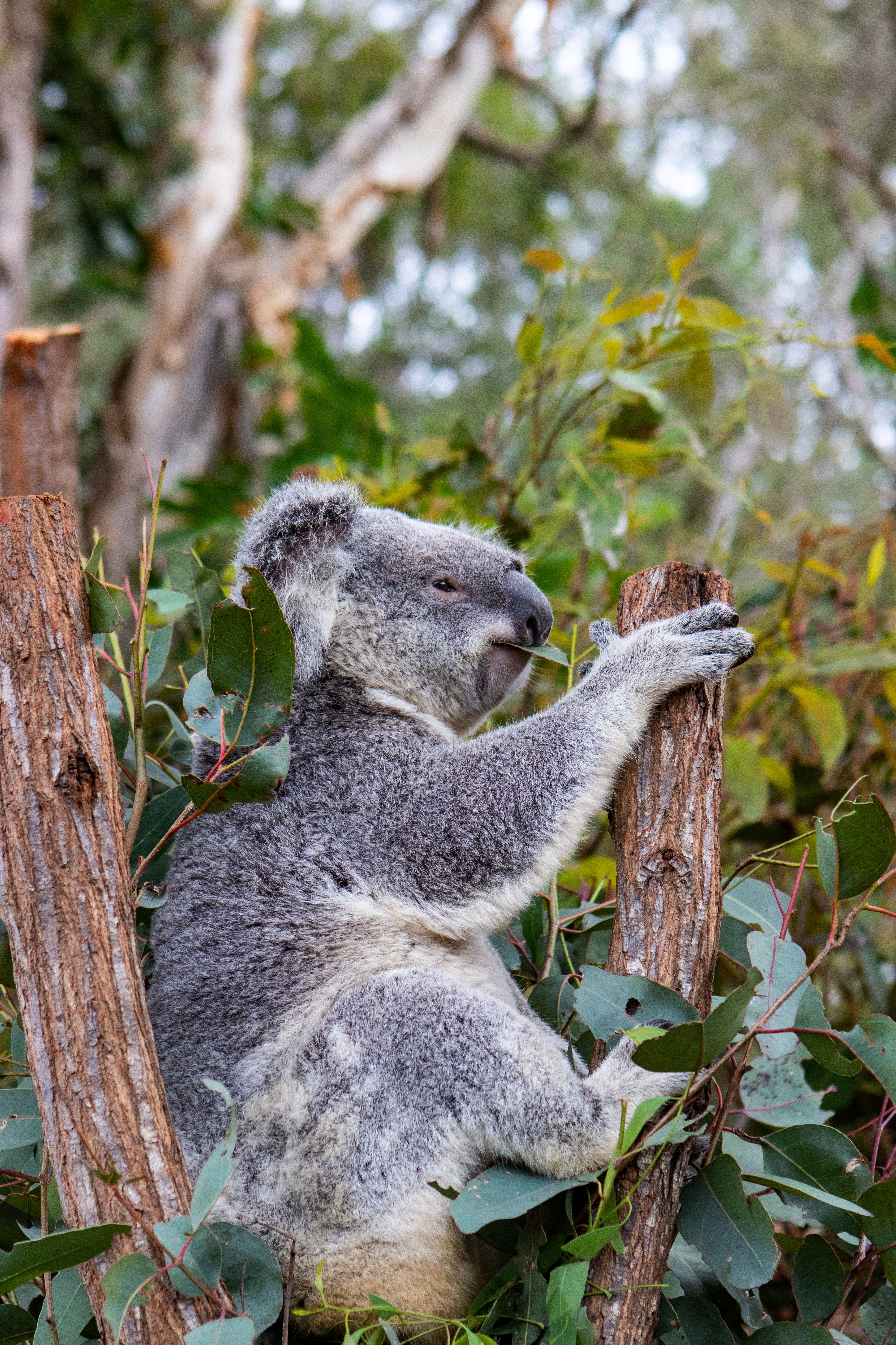 Australia Koala